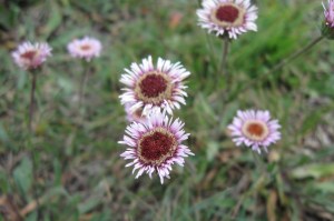 Erigeron uniflorus (1200 x 799)